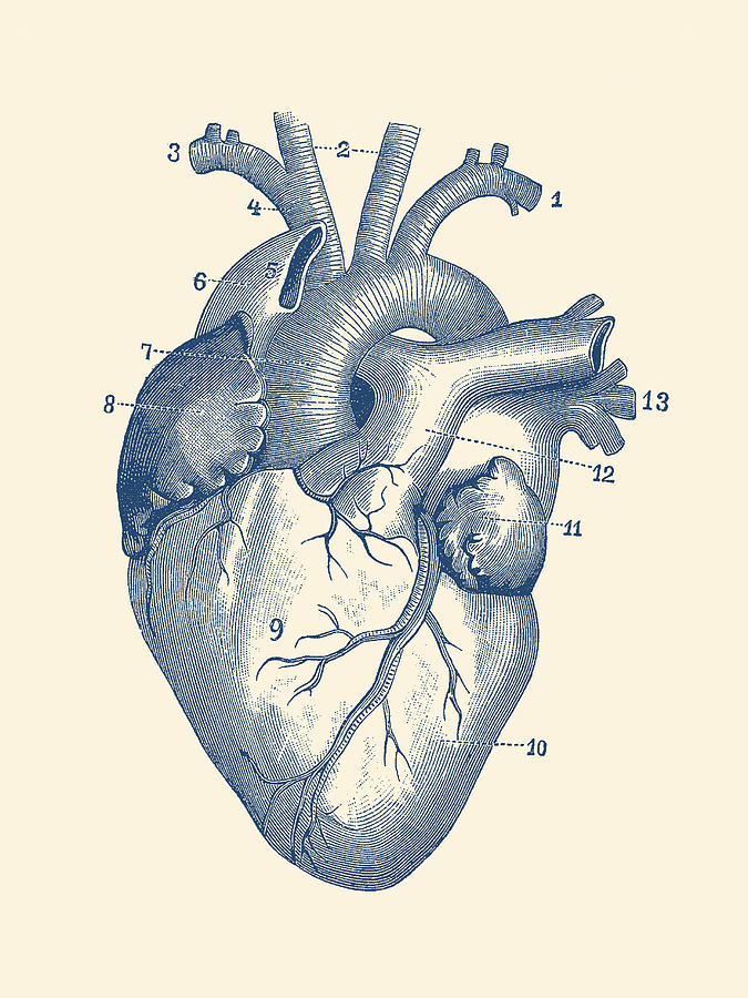 pics Vintage Heart Drawing vintage heart anatomy illustration printable 1800s antique etsy