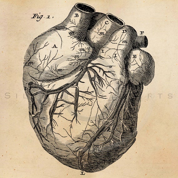 photo Vintage Heart Drawing 123rf