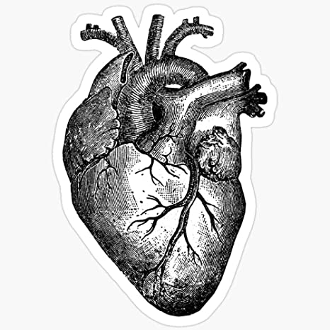 pics Vintage Heart Drawing internal human heart diagram anatomy poster 2 by vintage anatomy prints
