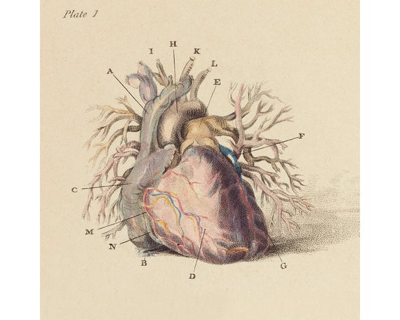 pix Vintage Heart Drawing 6 anatomical heart pictures the